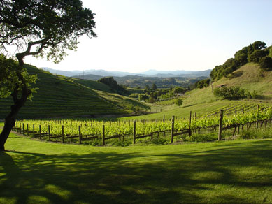 Vineyard in the Summer